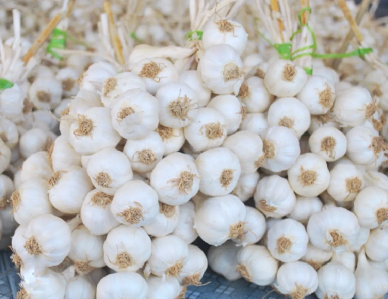 Multi clove garlic export quality