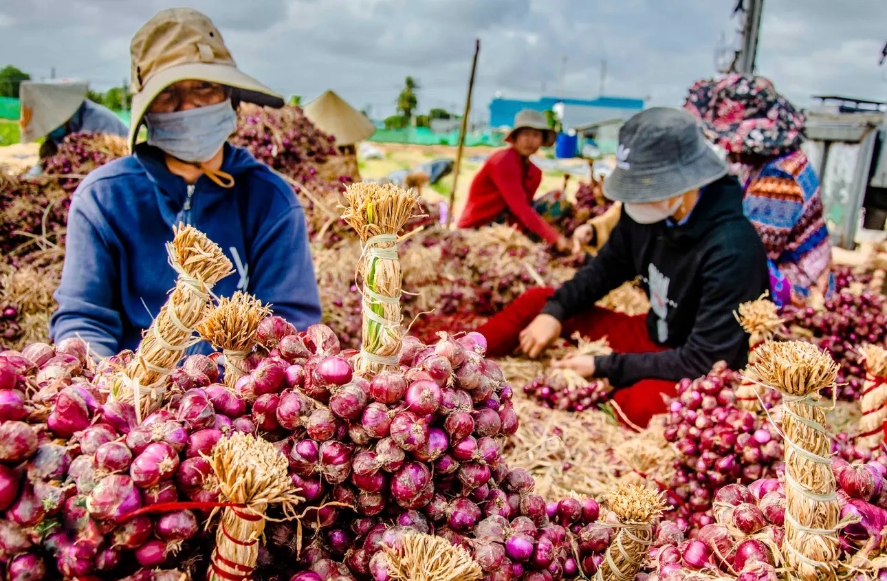 Seed Onions Ninh Thuan Vietnam