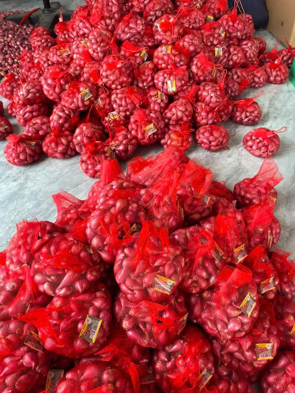 AT Agri Export — shallot harvest Ninh Thuan