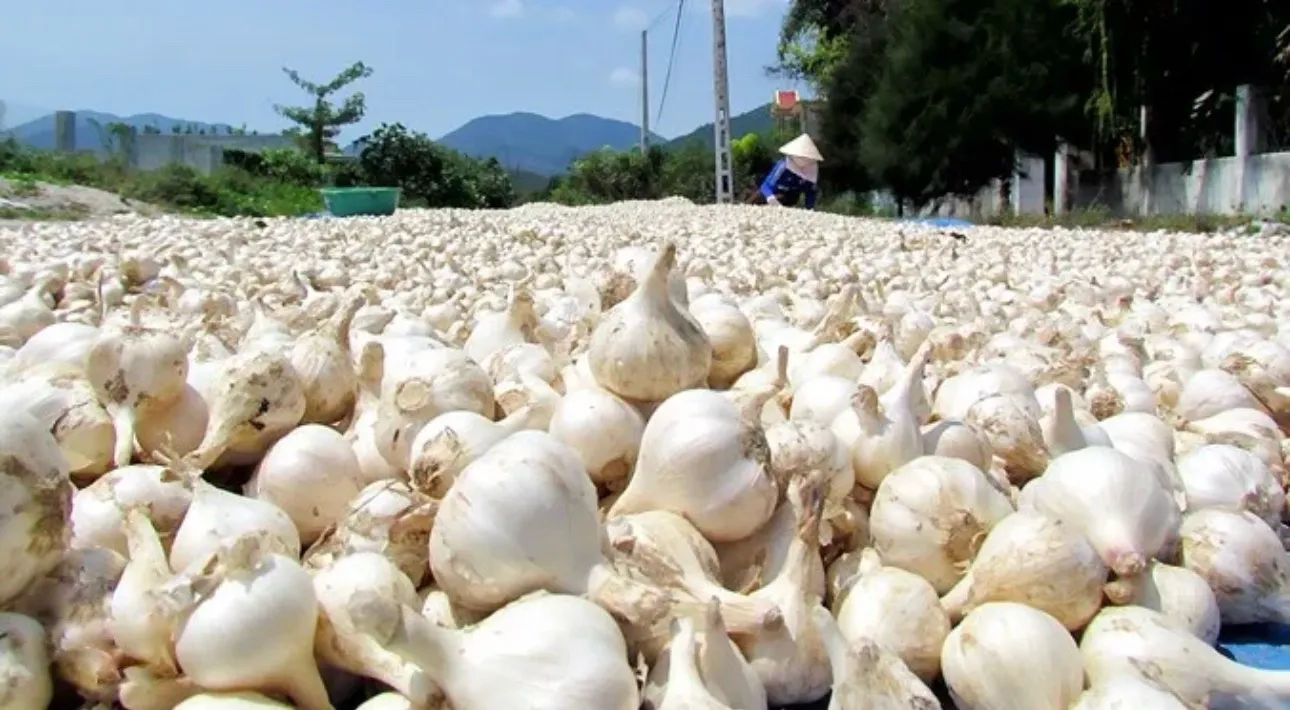 Single clove garlic Vietnam premium