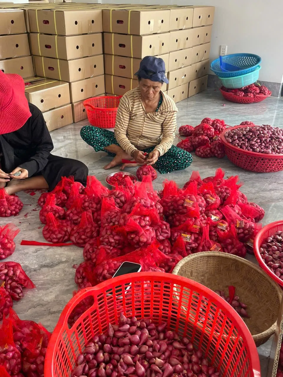 Large scale shallot sorting warehouse