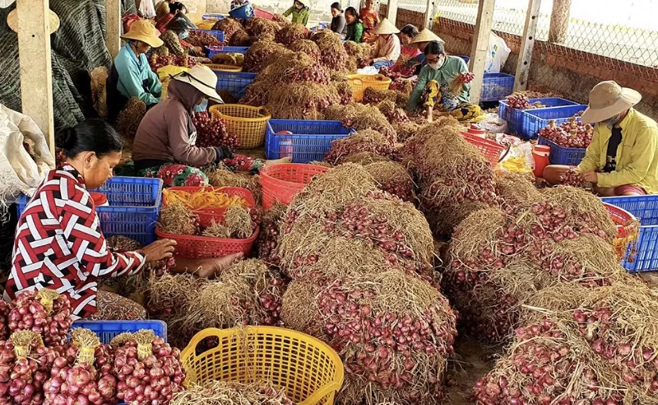 Vietnamese Red Shallots export